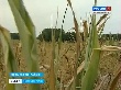 В Ордынском районе Новосибирской области из-за недостатка кормов под нож могут пустить элитный скот