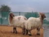 Минсельхоз Хакасии планирует более чем на треть увеличить поголовье овец