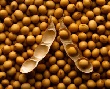Из-за наводнения в Приморье животноводы и птицеводы недополучат соевую продукцию
