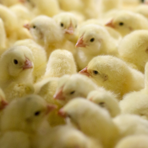 На птицефабрике «Островная» состоялся вывод более 26 тысяч цыплят