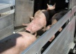 Минсельхоз России предлагает перевозить свиней лишь в крытых машинах