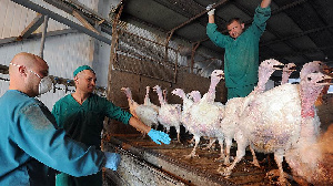 Индейка подхватила грипп Вирус выявлен среди поголовья «Дамате» и «Черкизово»