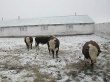 В Якутии около четверти завезенного скота не пережило зиму