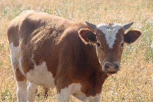 Минсельхоз Кыргызстана подготовил план мероприятий по экспорту продуктов в Россию