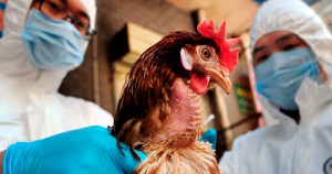В Ростовской области началась проверка сельскохозяйственной птицы на инфекционные заболевания