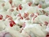 Михайловской птицефабрике удалось взыскать с подрядчика в 7 раз меньше задуманного