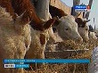 В Волгоградской области растет поголовье крупного рогатого скота