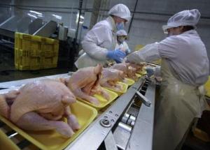 Белоруссия: курятина вытянет экспорт