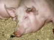 О развитии ситуации с дальнейшим распространением африканской чумы свиней в Европе 