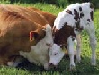 Увеличение поголовья скота в Ингушетии