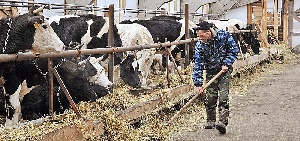 В хозяйствах Самарской области производят все больше мяса