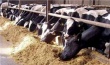 В Беларуси выявлены нарушения в выполнении регламентов заготовки, хранения и использования кормов для КРС