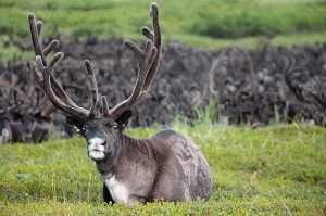 В ямальский агропром вложили 3,5 миллиарда рублей