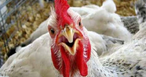 Первая автоматизированная птицефабрика в Алании вышла на проектную мощность