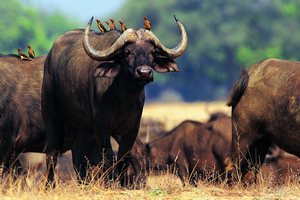  В Астраханской области создадут племенное хозяйство по разведению буйволов 