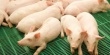 Во Франции выращивают свиней специально для Красноярского края