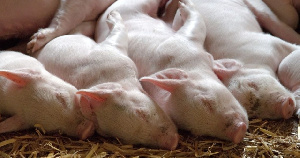 Поголовье свиней в Калининградской области восстановилось после вспышек АЧС