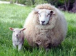 Ученые Казахстана изобрели чудо-гранулы для роста овец