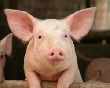 За последние 5 лет производство свинины в России выросло на 20%