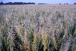 Нулевой налог на прибыль для АПК могут продлить Нулевой налог на прибыль для АПК могут продлить