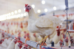 Оглашены суммы компенсации и сроки восстановления производства на птицефабрике «Иртышская»