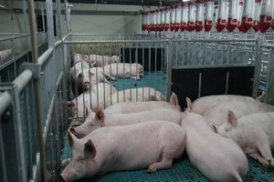 В Ребрихинском районе Алтайского края восстанавливают свинокомплекс