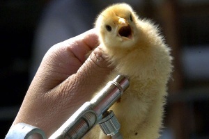  Иран начинает кампанию по вакцинации в птицеводческих хозяйствах