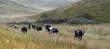 На пастбищах Кыргызстана из-за перевыпаса скота наблюдается замещение кормовых сортов травы на сорняки