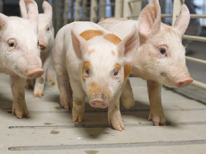 Genesus нацелена на 20% украинского рынка племенного свиноводства