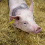Китайская компания оборудует свиноводческий комплекс в Якутии