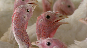 На северо-западе Азербайджана планируют построить индюшиную ферму