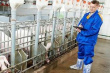 Развитие свиноводства в Камчатском крае опережает среднероссийские показатели