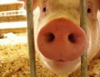 Беларуси снова угрожает атака свиной чумы