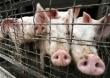 Белоруссия запретила импорт живых свиней и свинины из Воронежской области из-за распространения в регионе АЧС