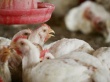 Серьезный рост производства и экспорта мяса птицы прогнозируется на Украине