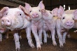 Свиноводство под угрозой
