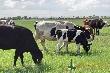 Россия: В АПК Среднего Урала будут завлекать инвесторов