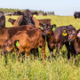 «Мираторг» намерен к 2030 году увеличить продуктивность скота на 10%