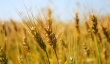 Американская кукуруза "разгоняет" цены на русскую пшеницу