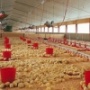 Акционеры Михайловской птицефабрики планируют одобрить крупные сделки