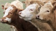 Более 1,5 тысяч коров могут остаться без корма в "Шаблыкинском агрокомплексе"