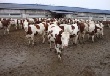 Мясное животноводство как точка роста региональной экономики