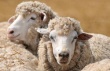 На Ставрополье побывали представители ведущих племенных овцеводческих заводов Австралии