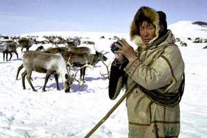 На Ямале 15 380 оленей привили от сибирской язвы