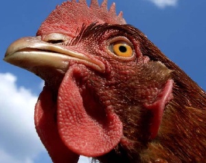 Контактные линзы для кур: вымысел или реальность?