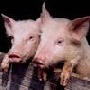 Французская «Ларсел LMT» и российский партнер «Отрада-ГЕН» планируют строительство свинокомплекса в Липецкой области за 1 млрд рублей