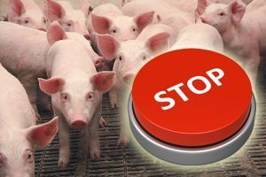 Эпидемия АЧС срывает планы экспорта российской свинины