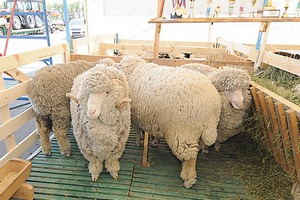 На Дону задержали 170 овец, провозимых без документов