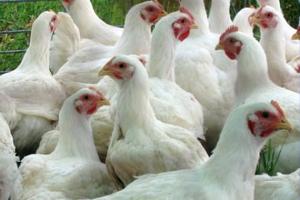 Самарская птицефабрика просит 2 млрд рублей, чтобы стать самой крупной в ПФО