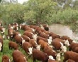 Амурские стада выросли на 7,5 тысячи голов